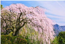 しだれ桜