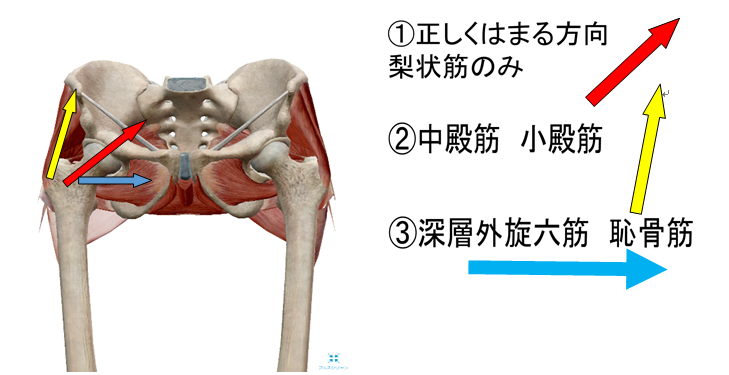 H30 8 8 股関節周囲の筋肉 について勉強会を行いました 明石市でリハビリテーション 阪田整形外科リハビリクリニック