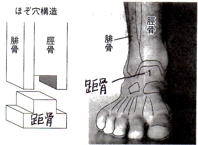 前 距 靭帯 くるぶし 腓 スポーツ整形の観点から足関節靱帯損傷を解説