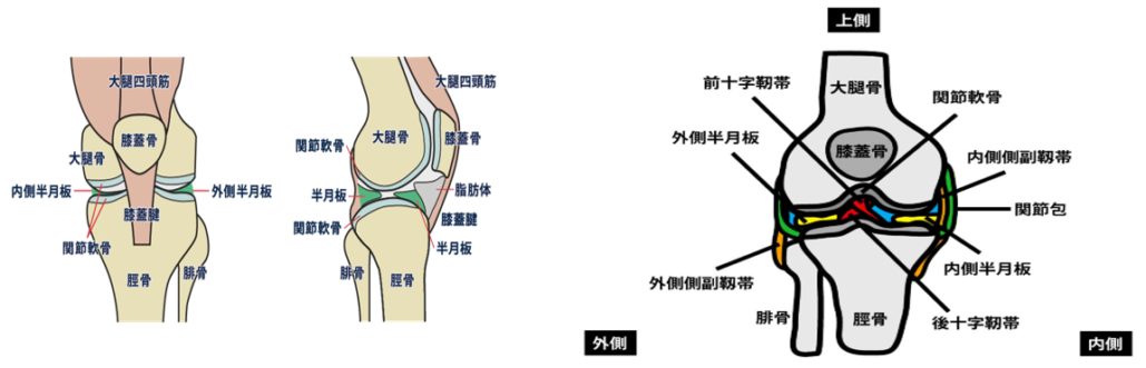 膝関節の構造 明石市でリハビリテーション 阪田整形外科リハビリクリニック